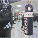 레드윙 복싱 이미지