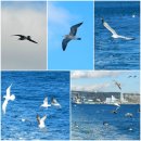 사랑의유람선 | [제주 여행] [4] 산방산 사랑의 유람선