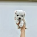강아지분양 마이댕냥 일산점 | 강아지분양 마이댕냥 일산점 소중한 내 반려견을 찾아요 일산 강아지분양