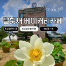 남양주 카페 추천｜연꽃이 만개한 4000평 정원카페 달빛새 베이커리 카페 후기