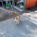 청도에서 시설이 제일 좋은 글램핑장 &#39;캠프마징가&#39;를 가보다. #내돈내산