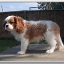 예쁜강쥐 이미지