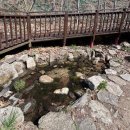 산새소리물소리 | {철원 복주산 자연휴양림} 자작나무 숲과 계곡 물소리가 흐르는 봄의 기록