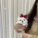 멜로디펍스 이미지