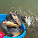 월곡낚시터 이미지