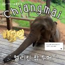코끼리약국 | 치앙마이 코끼리 투어 추천 ‘엘리핀팜’ 후기