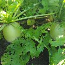 하니농장 이미지