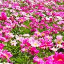 작촌마을회관 | 2025 제2회 천만송이 작약꽃축제 💐 강원도 영월 상동 하이힐링원에서 ㆍㆍ
