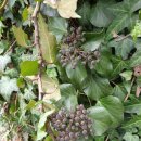 청림동 푸른숲 이미지