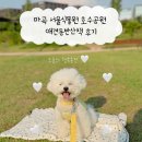 산책 | 마곡 서울식물원 호수공원 애견동반산책 후기