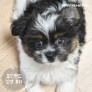 [❤️입양후기❤️] 1856. 마로🐶