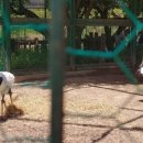 작은 동물원 이미지