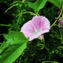 내촌마을 이미지