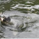 복돌이네 이미지