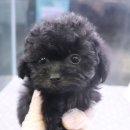 내품안의 반려견 김포점 이미지