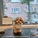 케이독 ST | 신사동애견미용실 꾸준히 다니게 되는곳 케이독st
