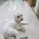 꼬꼬씨 참숯불닭갈비 이미지