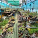 인수다육 이미지