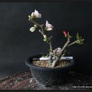 신동-51 이미지
