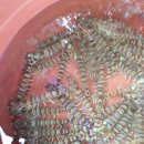 남도뻘낙지 | 남도뻘낙지 무안맛집 무안낙지골목맛집 신선한 낙지 코스 감탄 후기