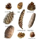 독일가문비(Picea abies) 이미지