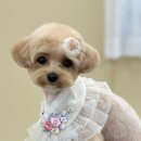 윈썸그루밍 이미지