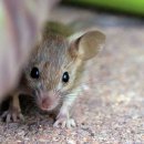 Beauty in Dog's 이미지