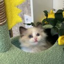 녹원동물병원 | 대전 랙돌무료분양 스핑크스고양이입양 관련 정보 (feat.성남,남양주,용인,화성)