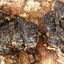 차가버섯의 효능과 부작용 이미지