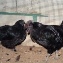 오계농장 이미지