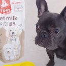아이펫 밀크 구매 후기