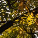 삼풍가든의 가을 풍경... 이미지