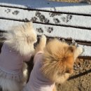 복님 | 룰루독 앰버서더 복이💛 와요🤍의 열 번째 룩북- 하프넥 인디언 벨로아 Tee 착용 후기❄️