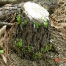 소나무둥지 이미지