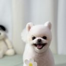 도그보니타 이미지
