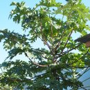 4.동티모르 원정-망고나무 아래서 이미지