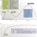 Re: 만성염증 좌절된 해소 frustrated resolution --＞ Th1 사이토카인 분비 --＞ 자가면역 염증 2016 네이 이미지