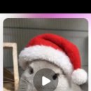 스몰펫하우스 이미지