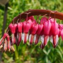 옹기사랑 꽃사랑 이미지