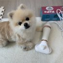 댕댕살롱 | 댕댕살롱 반려동물 가성비 애견 드라이기어 내돈내산 후기