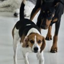 썸바디 독스 이미지