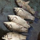 사계지낚시터 이미지