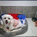 두두펫케어 이미지