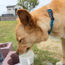 myps | 진주시 반려견카페 명석 MYPS 방문후기 + 대형견, 대관