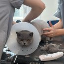 고양이이발관(부천신중동점) | [펫 미용] 고양이이발관 부천신중동점 | 2인 1조 무마취 고양이 미용 전문점 🐾