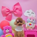 아이뽀 강아지미용실 이미지