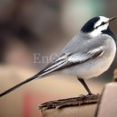 비둘기집 이미지