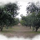 들풀농장 이미지