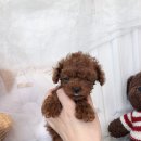 산책가까 이미지