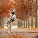 강아지야 이미지